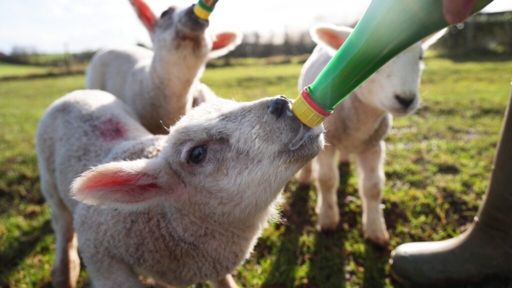 cute-lamb-looking-camera-farmyard-1039156105_64c8a3.jpg