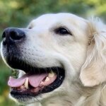 golden-retriever.r_d.358-155.jpeg