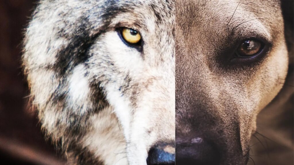 la-mirada-de-un-perro-y-de-un-lobo-1.r_d.864-278.jpeg