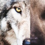 la-mirada-de-un-perro-y-de-un-lobo-1.r_d.864-278.jpeg
