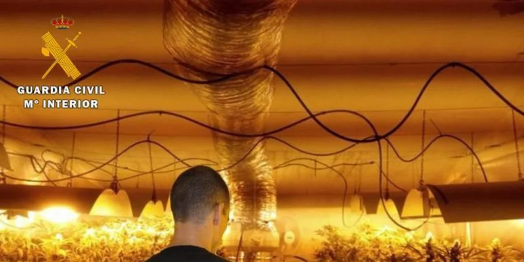 marihuana-guardia-civil-U60223127118vdV-1024x512@diario_abc.jpg