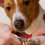 perro-basenji-cortar-unas-mantenimiento-pixabay.jpeg