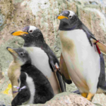 pingui-U05420062046moM-1024x512@diario_abc.png