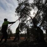 trabajadores-aceituna-campo-k1TG-1024x512@diario_abc.jpg