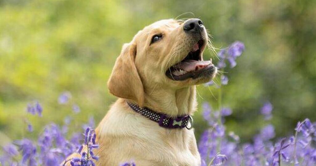 0_A-Golden-Labrador-Retriever-puppy-sitting-in-a-patch-of-blooming-Bluebells-in-a-British-Woodland.j.jpeg