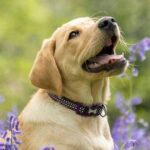 0_A-Golden-Labrador-Retriever-puppy-sitting-in-a-patch-of-blooming-Bluebells-in-a-British-Woodland.j.jpeg