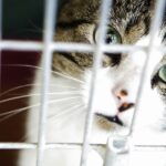 0_A-cat-stares-out-from-behind-a-cage-27-J.jpg