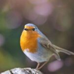 0_A-robin-on-a-tree-trunk.jpg