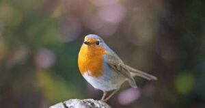 0_A-robin-on-a-tree-trunk.jpg