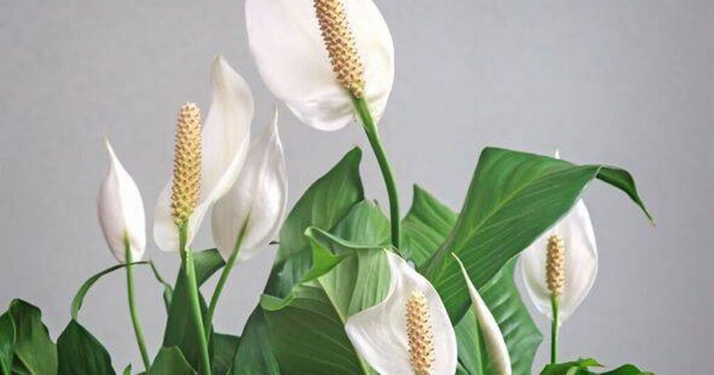 0_Blooming-white-flowers-spathiphyllum.jpg