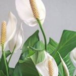 0_Blooming-white-flowers-spathiphyllum.jpg
