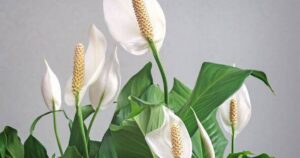 0_Blooming-white-flowers-spathiphyllum.jpg