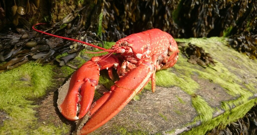 0_Close-Up-Of-Lobster-On-Moss-Covered-Wooden-Plank.jpg