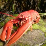 0_Close-Up-Of-Lobster-On-Moss-Covered-Wooden-Plank.jpg