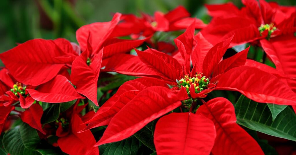 0_Close-Up-of-Poinsettia-Flower.jpg