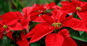 0_Close-Up-of-Poinsettia-Flower.jpg
