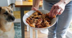 0_Feeding-the-dog-with-leftovers.jpg