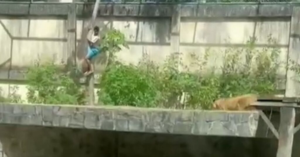 0_Man-killed-by-lioness-after-scaling-20ft-wall-to-jump-into-zoo-enclosure.jpg