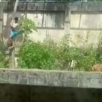 0_Man-killed-by-lioness-after-scaling-20ft-wall-to-jump-into-zoo-enclosure.jpg