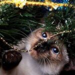0_Mekong-bobtail-kitten-playing-with-christmas-tree.jpg