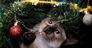 0_Mekong-bobtail-kitten-playing-with-christmas-tree.jpg