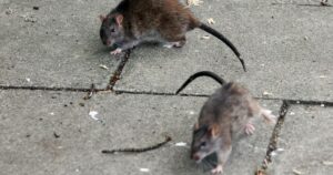 0_SGP_NEC_030725RATS07JPG.jpg