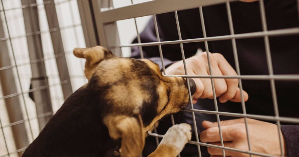 0_Smiling-man-playing-with-dog-in-cage-at-animal-shelter.jpg