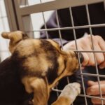 0_Smiling-man-playing-with-dog-in-cage-at-animal-shelter.jpg
