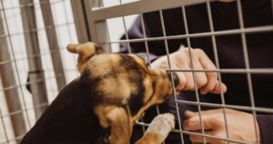 0_Smiling-man-playing-with-dog-in-cage-at-animal-shelter.jpg