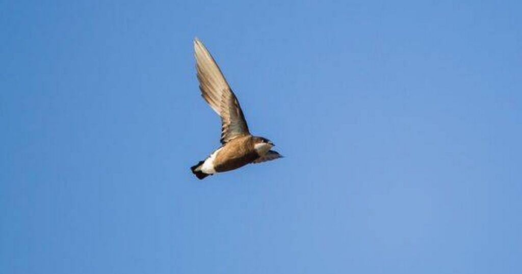 0_White-throated-needletail.jpg