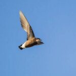 0_White-throated-needletail.jpg