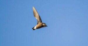 0_White-throated-needletail.jpg