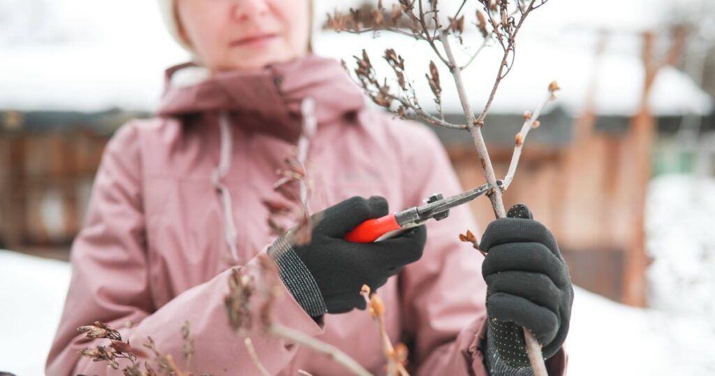 0_Woman-in-jacket-and-black-garden-gloves-with-pruning-shear-cuts-off-old-lilac-inflorescences.jpg