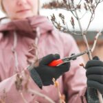 0_Woman-in-jacket-and-black-garden-gloves-with-pruning-shear-cuts-off-old-lilac-inflorescences.jpg