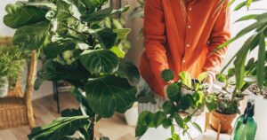 0_Woman-sprays-plants-in-flower-pots-with-clean-water-from-bottle-Closeup-hand-with-sprayer-Caring-f.jpeg