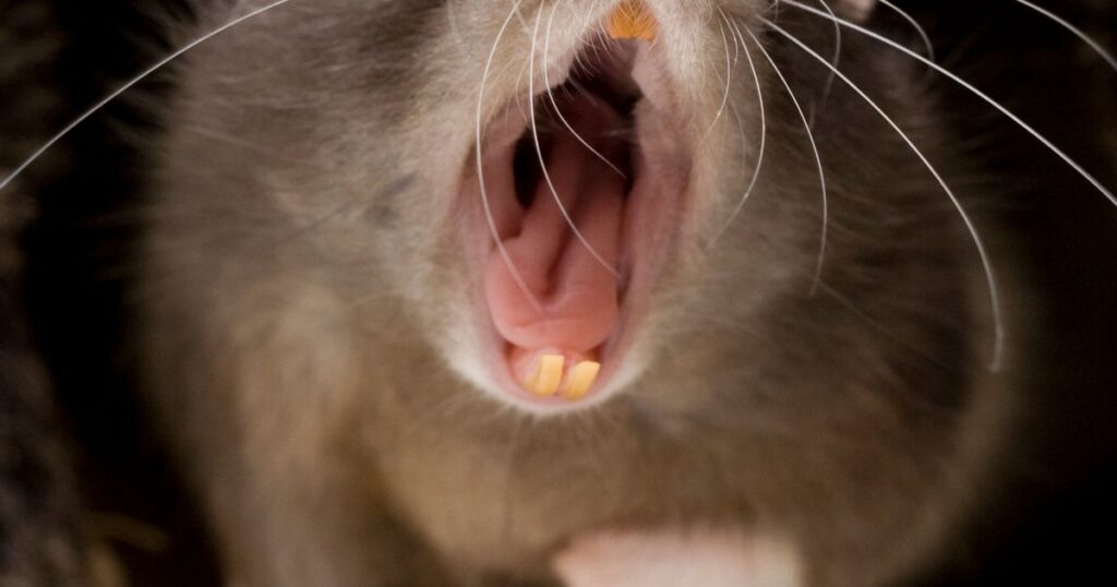 0_Yawning-fancy-rat.jpg