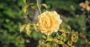 0_beautiful-yellow-rose-in-rose-bush-affected-by-Diplocarpon-rosea-or-Black-spot-disease.jpg