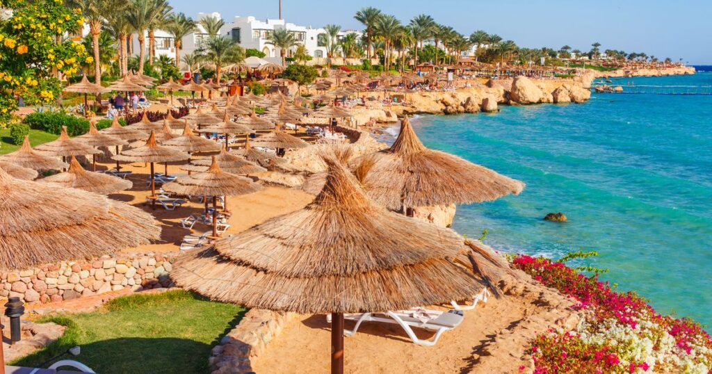 0_sunny-resort-beach-with-palm-tree-at-the-coast-shore-of-red-sea-in-sharm-el-sheikh-sinai-egypt-as.jpeg
