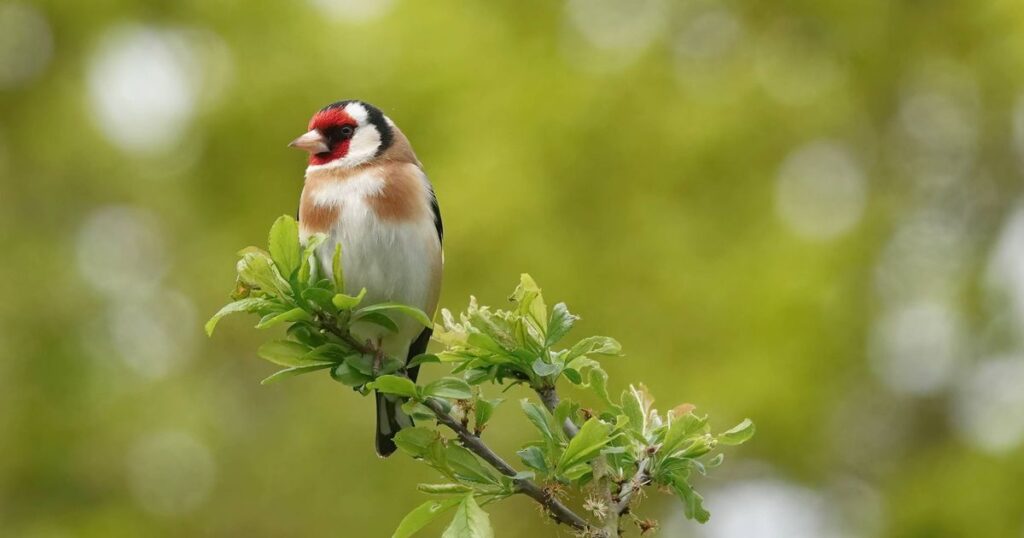 1_A-goldfinch-carduelis-carduelis-perching-on-a-twig-against-a-defocused-background.jpg