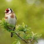 1_A-goldfinch-carduelis-carduelis-perching-on-a-twig-against-a-defocused-background.jpg