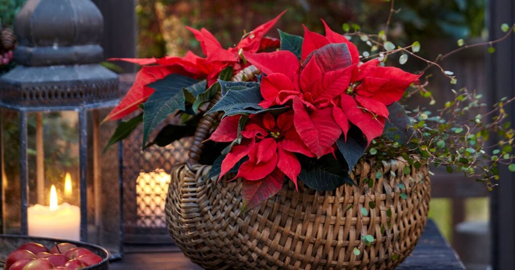 1_Poinsettia.jpg