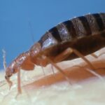 1_bed-bug-cimex-lectularius-on-human.jpg