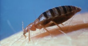 1_bed-bug-cimex-lectularius-on-human.jpg