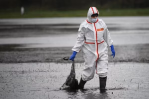 A-volunteer-helper-carries-a-crane-that-presumably-died-of-bird-flu-on-a-field-near-Linum-eastern-Ge.avif