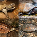 Illegal-smuggling-turtle-species.avif.avif