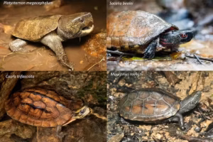 Illegal-smuggling-turtle-species.avif.avif