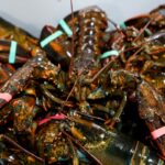 Lobster_Catch_16873.jpg
