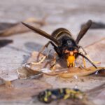 Photograph-shows-an-Asian-Hornet-Vespa-Velutina-Nigrithorax-in-Hochstatt-eastern-France.jpeg