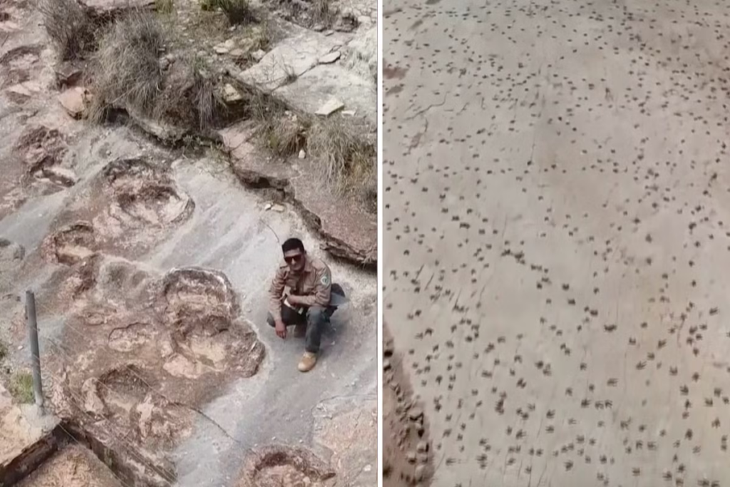 Scientists-uncover-largest-collection-of-dinosaur-footprints-ever-found.png