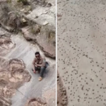 Scientists-uncover-largest-collection-of-dinosaur-footprints-ever-found.png